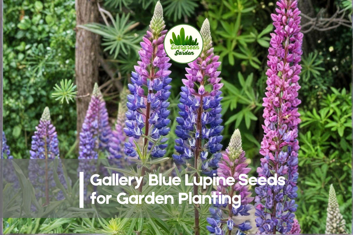 25+ Gallery Blue Lupine Seeds - Perennial Flowering Plant, Deep Blue Blooms, Attracts Pollinators, Lupinus polyphyllus