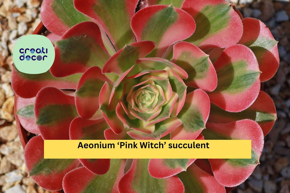 Aeonium Pink Witch Succulent – 3.5–4 Inch Bare Root Plant – Rare Pink Rosette Succulent for Home & Garden