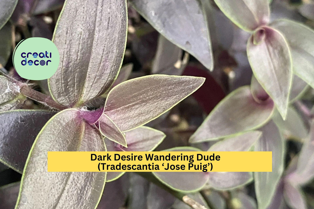 Dark Desire Wandering Dude – 2 Rooted Cuttings – Tradescantia ‘Jose Puig’ – Rare Purple-Green Variegated Indoor Plant