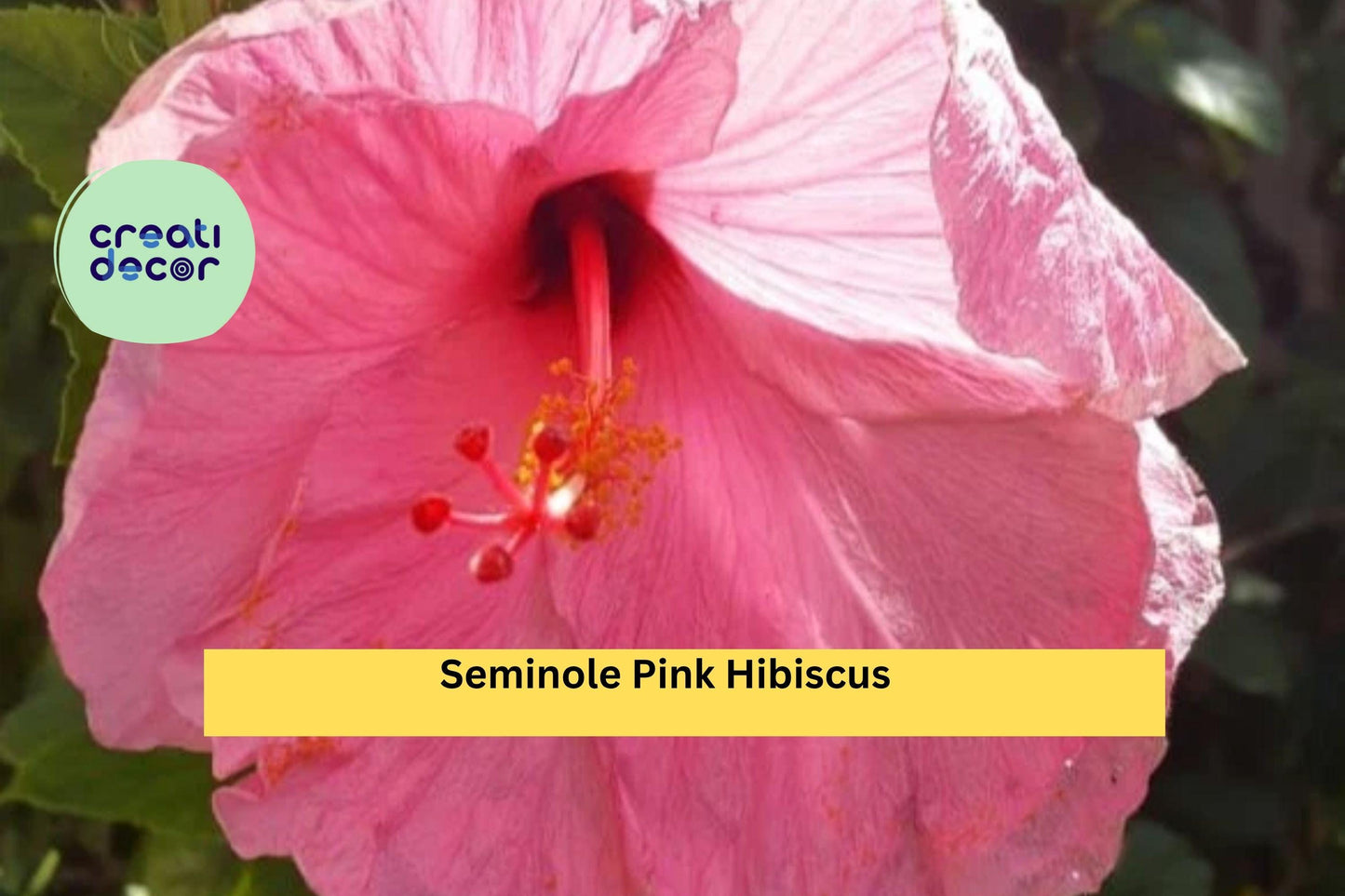 Seminole Pink Hibiscus Live Plant – 5” Starter – Tropical Flowering Shrub – Hibiscus rosa-sinensis for Garden or Patio