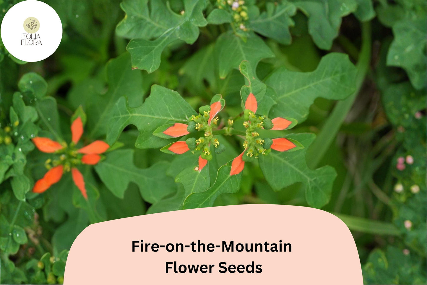 10 Euphorbia cyathophora Seeds | Fire-on-the-Mountain Wildflower | Bright Red-Orange Bracts & Yellow Flowers | Annual Pollinator Plant