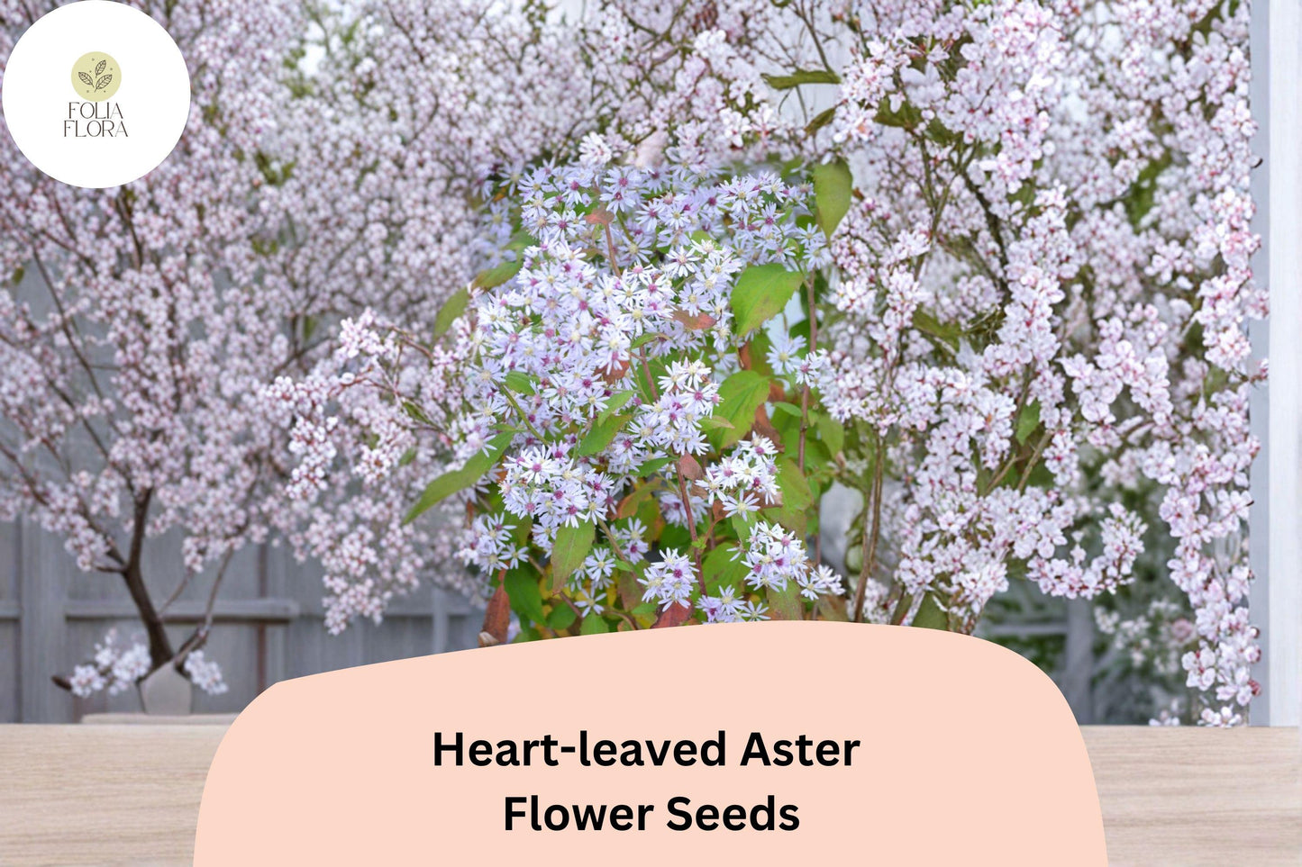 500 Symphyotrichum cordifolium Seeds | Heart-leaved Aster Perennial Wildflower | Native Purple Pollinator Plant
