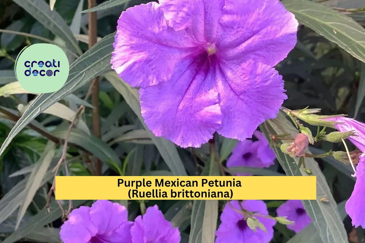 Purple Mexican Petunia Starter Plants – Ruellia brittoniana – 5 Live Rooted Perennials for Garden Borders & Containers