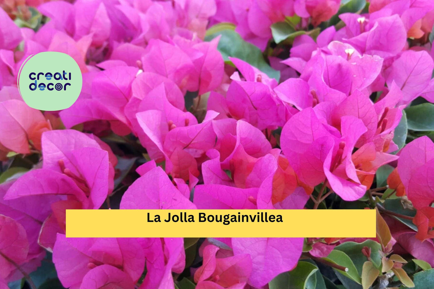 La Jolla Bougainvillea Starter Plant – Bougainvillea glabra Hybrid – Bright Magenta Flowering Vine – Bare Root, Well-Rooted Plug
