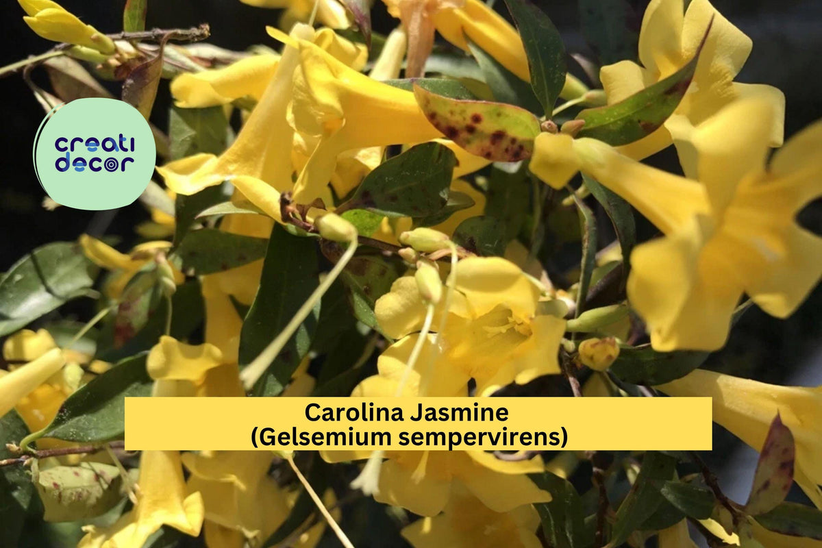 Carolina Jasmine Vine Set of 7 Bare Root Climbing Hummingbird Plant Gelsemium sempervirens Yellow Flowers
