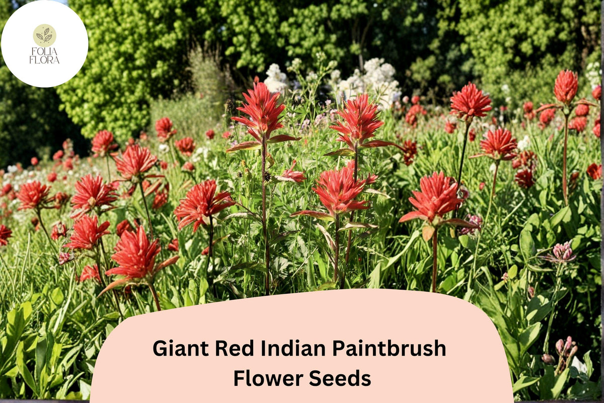 100 Castilleja miniata Seeds | Giant Red Indian Paintbrush Wildflower for Pollinator Gardens & Meadow Planting