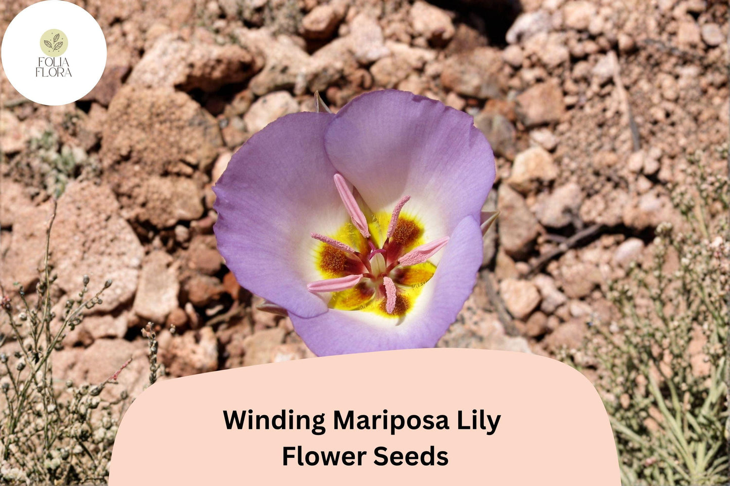 30 Calochortus flexuosus Seeds | Winding Mariposa Lily | Pink Lavender Wildflower for Rock & Desert Gardens
