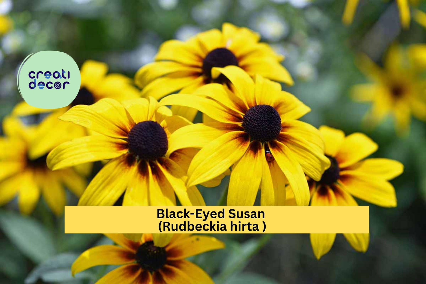 Black-Eyed Susan Perennial Plant – Rudbeckia hirta – Large Well-Rooted Yellow Flowering Border Plant for Gardens