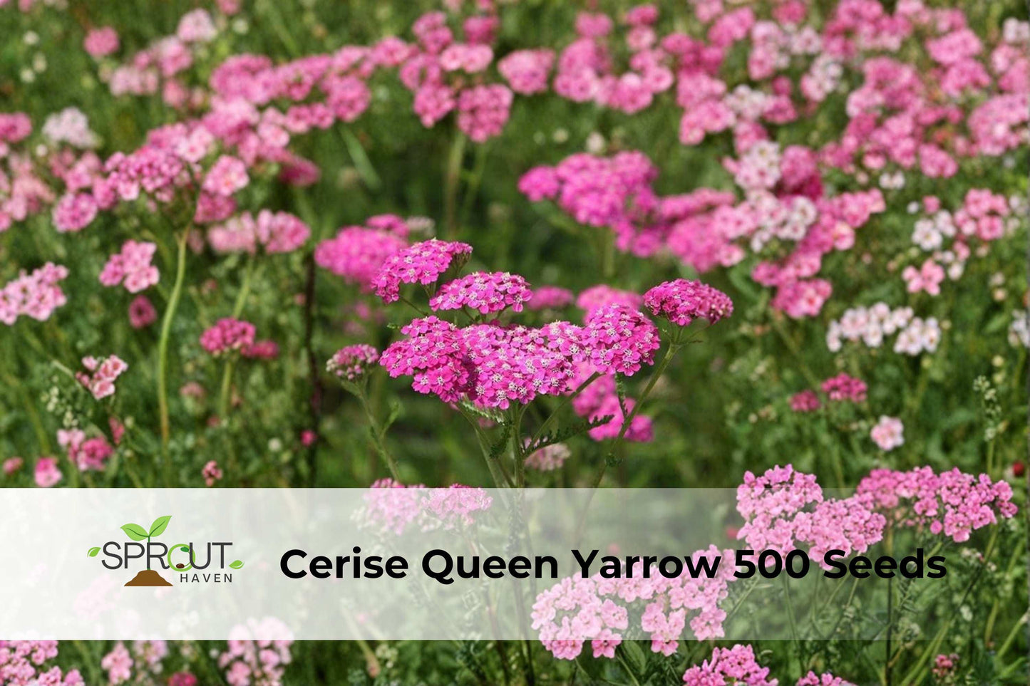 Cerise Queen Yarrow Seeds – Pink Perennial Flower for Pollinator Gardens, Achillea millefolium, 500 Seeds