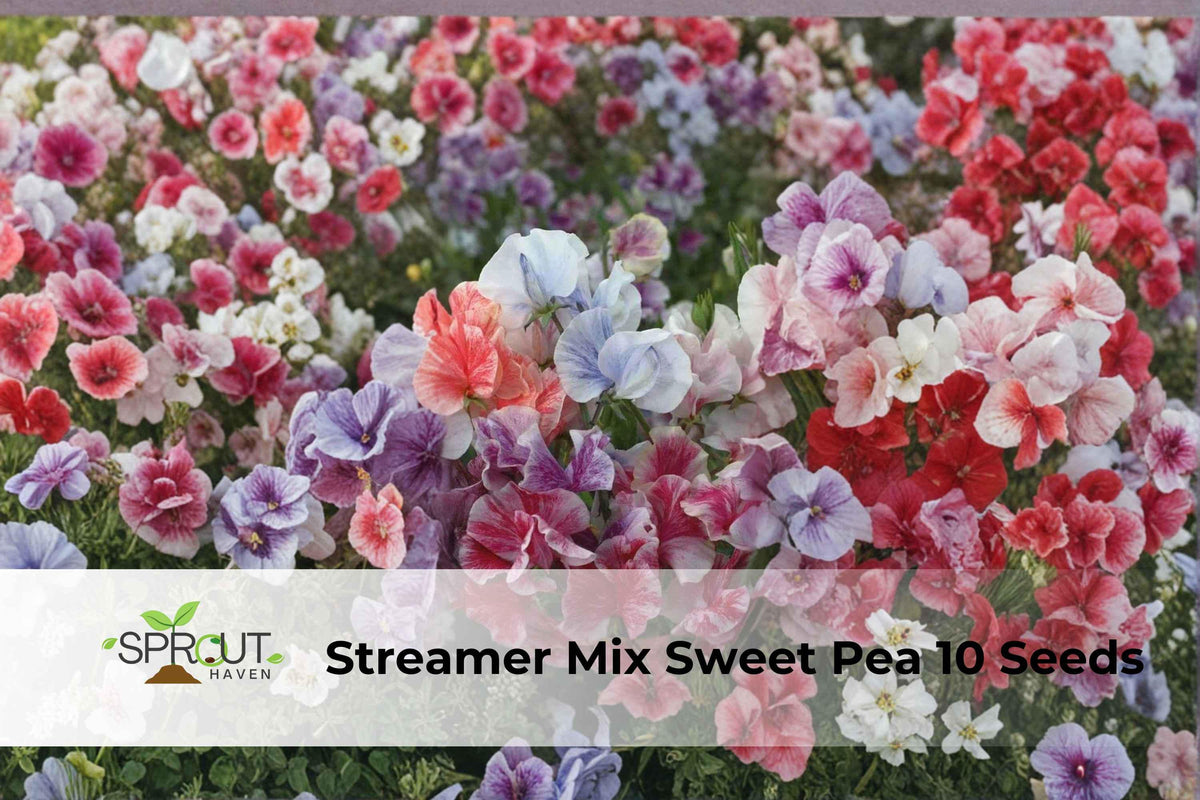 Streamer Mix Sweet Pea Seeds, Fragrant Climbing Flowers, Non-GMO Annual Vine, Pink Lavender Cream, Lathyrus odoratus