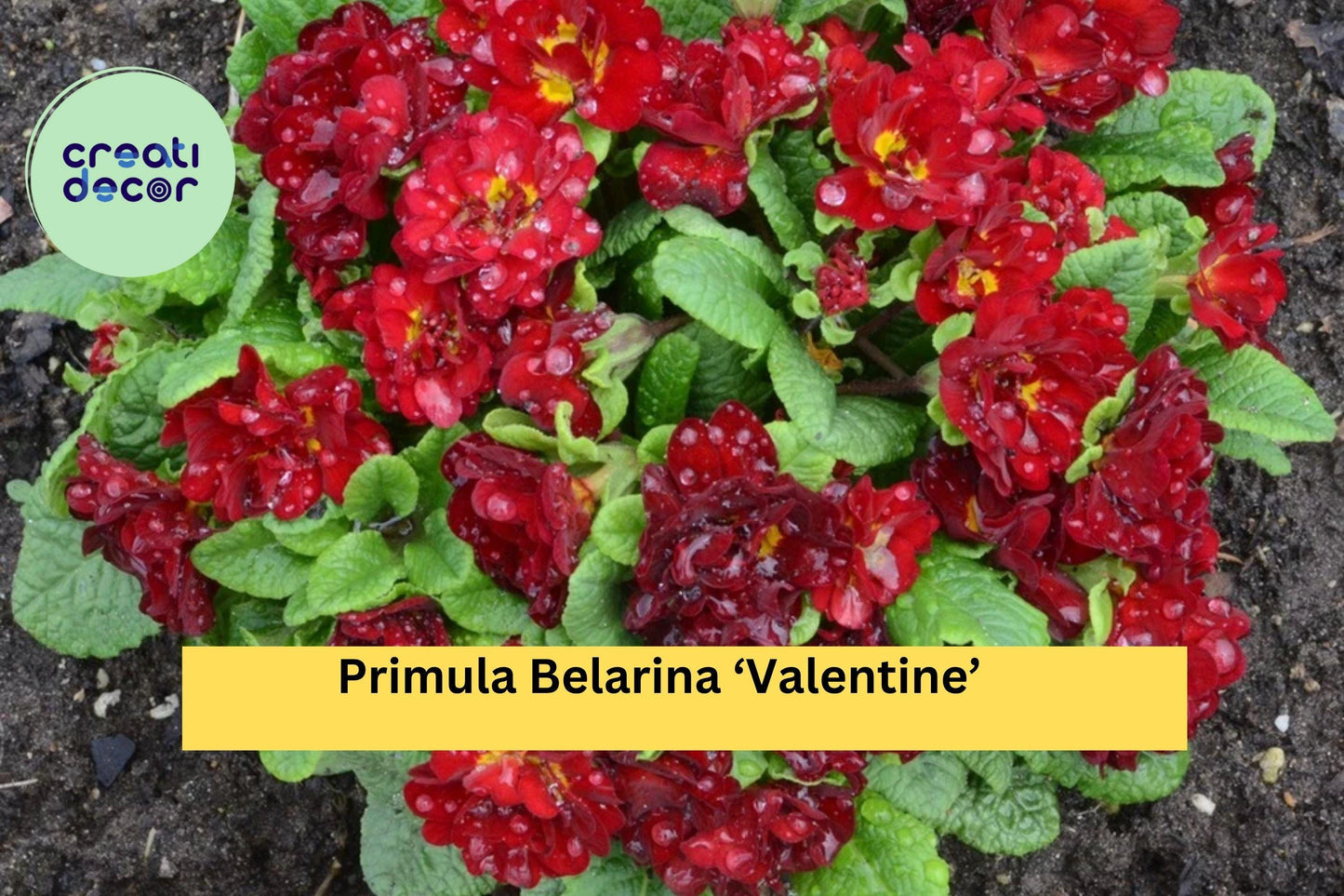 Primula Belarina ‘Valentine’ – Double Red Primrose Live Perennial Plant in 5.25” Pot, Early Spring Flower for Garden, Patio, Borders