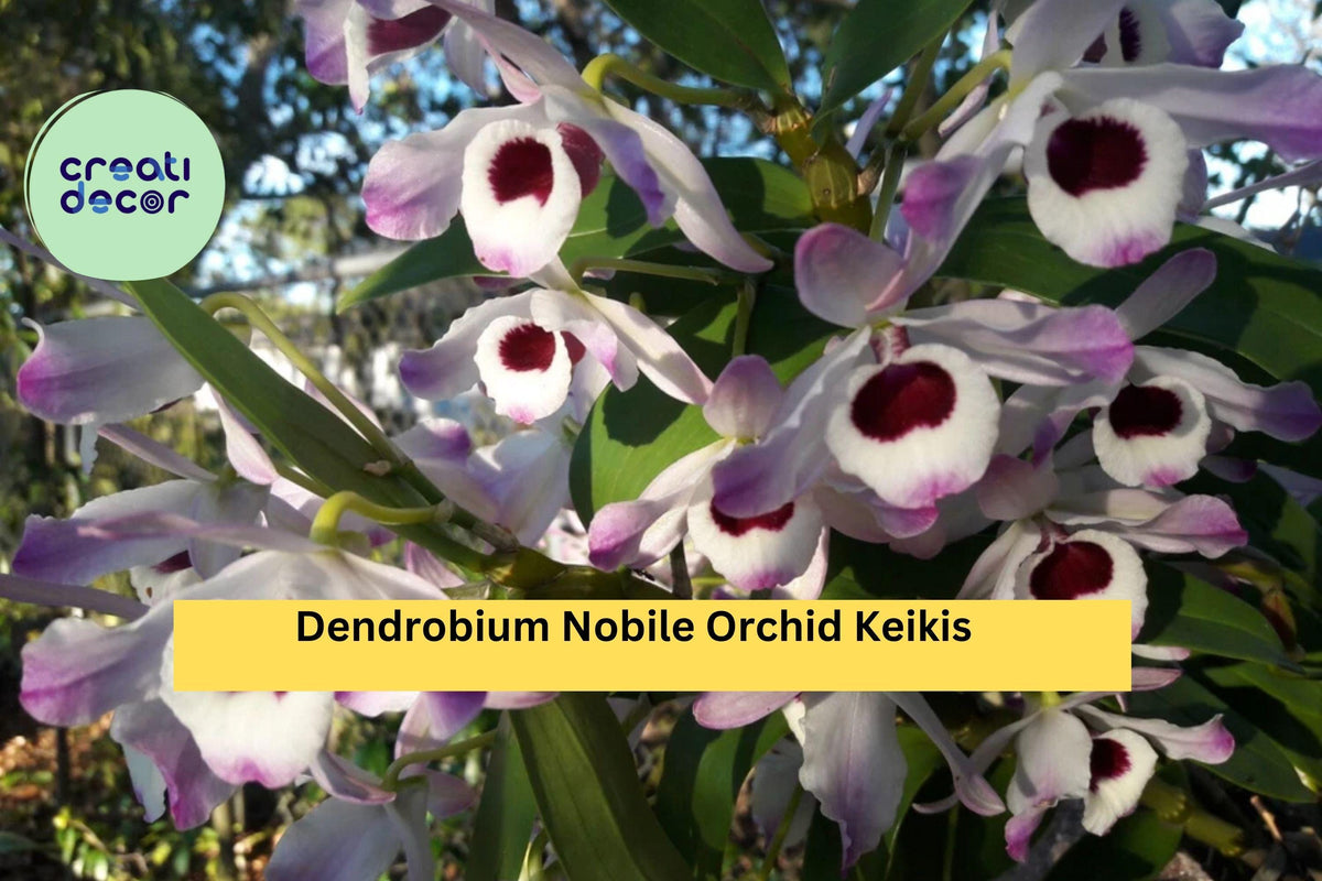 Dendrobium Nobile Orchid Keikis – Live Baby Plants for Propagation, Fragrant Pink, White, Lavender Blooms, Indoor or Greenhouse