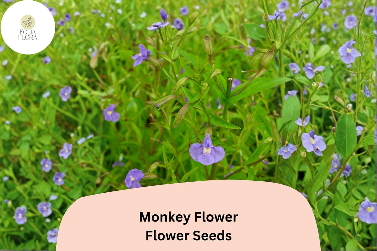 5000 Mimulus ringens Seeds | Allegheny Monkey Flower | Purple Native Perennial for Wetland, Pollinator Garden, Ponds