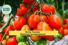 Roma Tomato Live Plants – Set of 3 – 6–10” Tall Solanum lycopersicum Roma Variety for Sauce, Canning & Fresh Eating