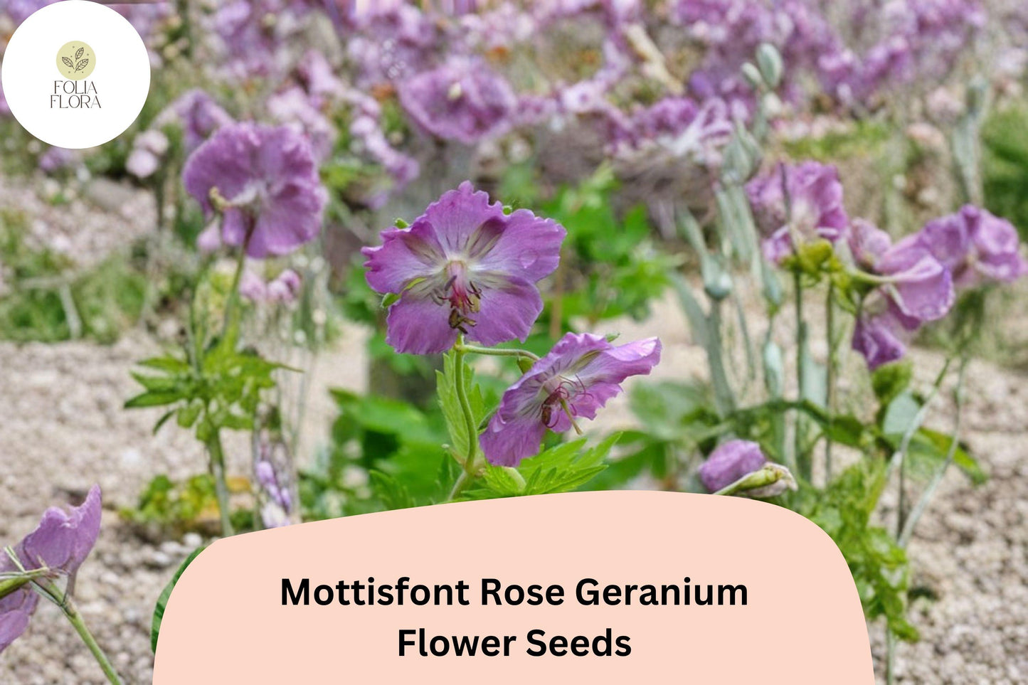 25+ Mottisfont Rose Geranium Seeds | Hardy Perennial with Pink Blooms | Geranium ‘Mottisfont Rose’