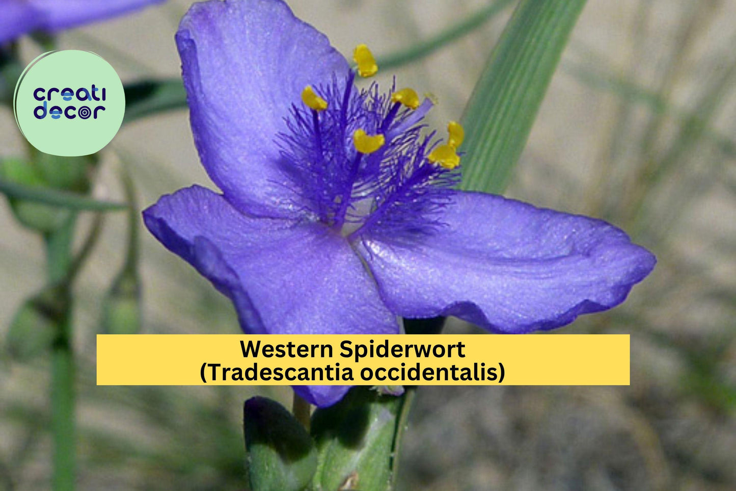 Western Spiderwort Seeds – 100 Pack, Native Perennial Wildflower, Violet-Blue Blooms, Tradescantia occidentalis, Pollinator & Prairie Garden