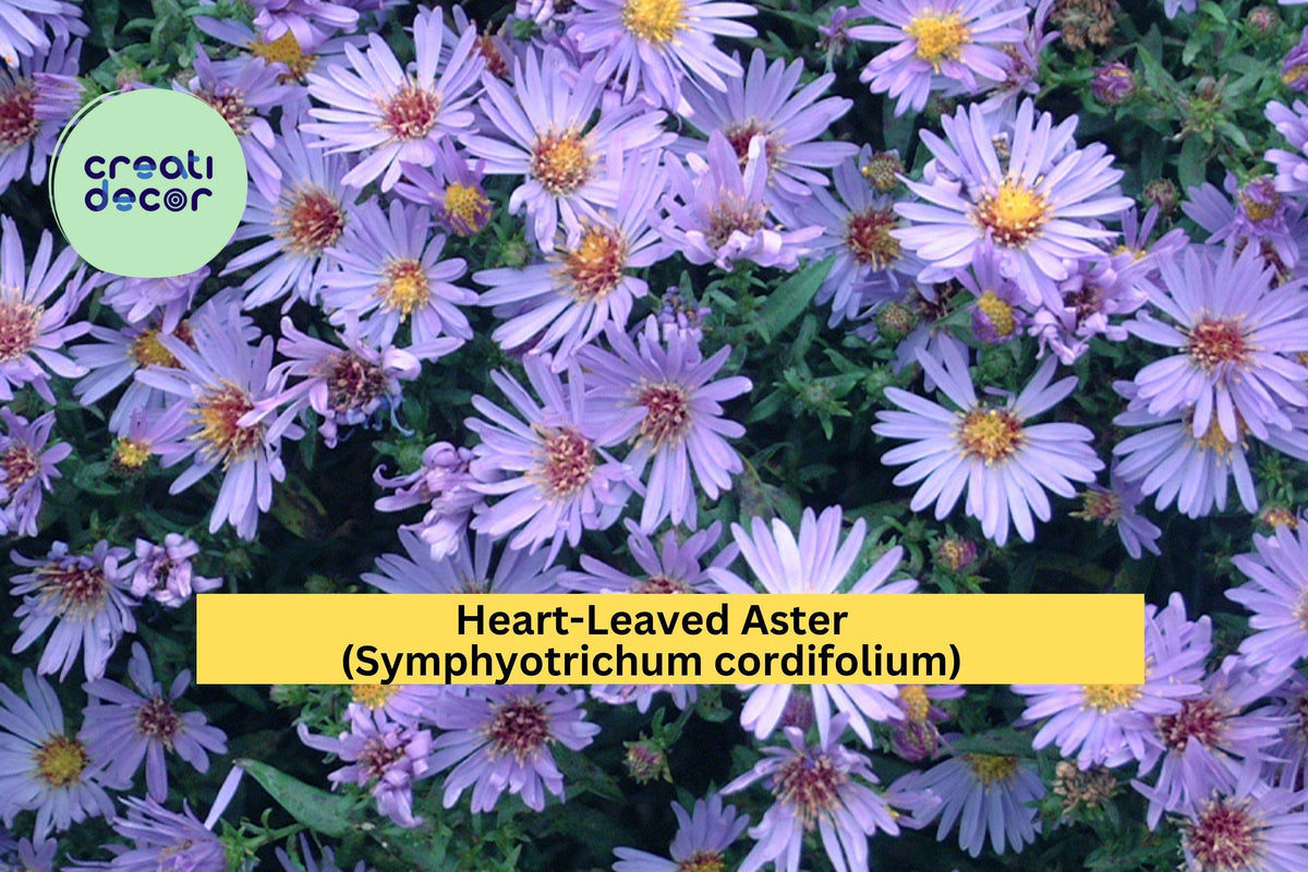 Heart-Leaved Aster Seeds – Symphyotrichum cordifolium – Native Perennial Wildflower for Pollinator Gardens, Lavender-Blue Blooms