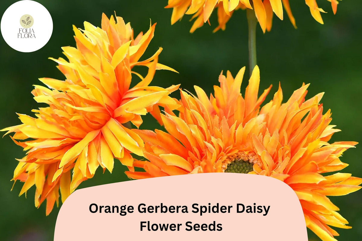 50+ Orange Gerbera Jamesonii Spider Daisy Seeds | Bright Colorful Flowers for Garden & Cut Arrangements