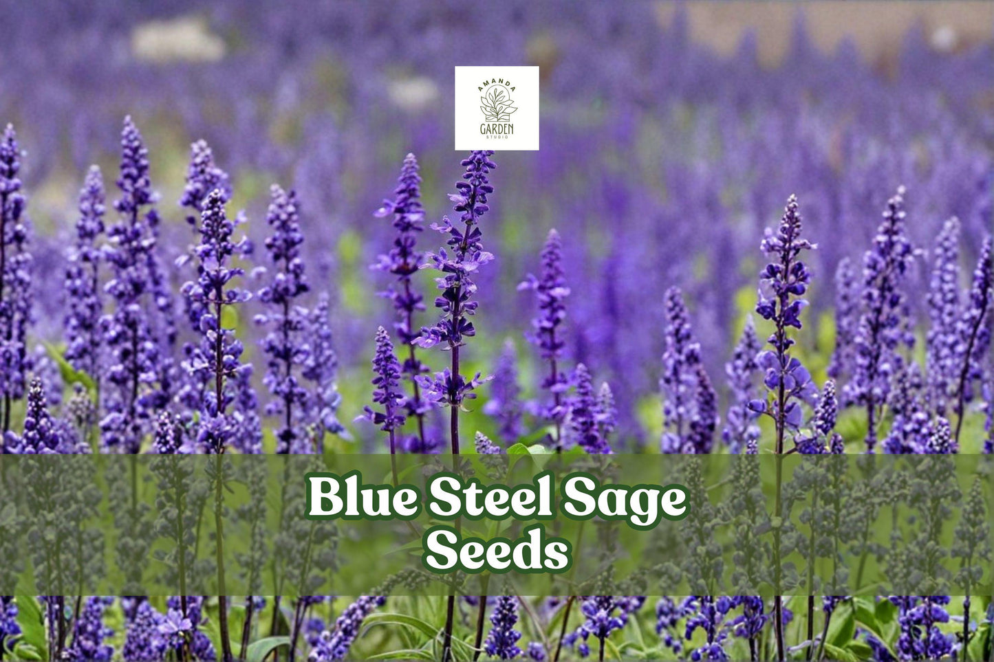 Blue Steel Sage Seeds | Salvia farinacea Perennial Flower Seeds | Drought-Tolerant, Pollinator-Friendly, Easy to Grow