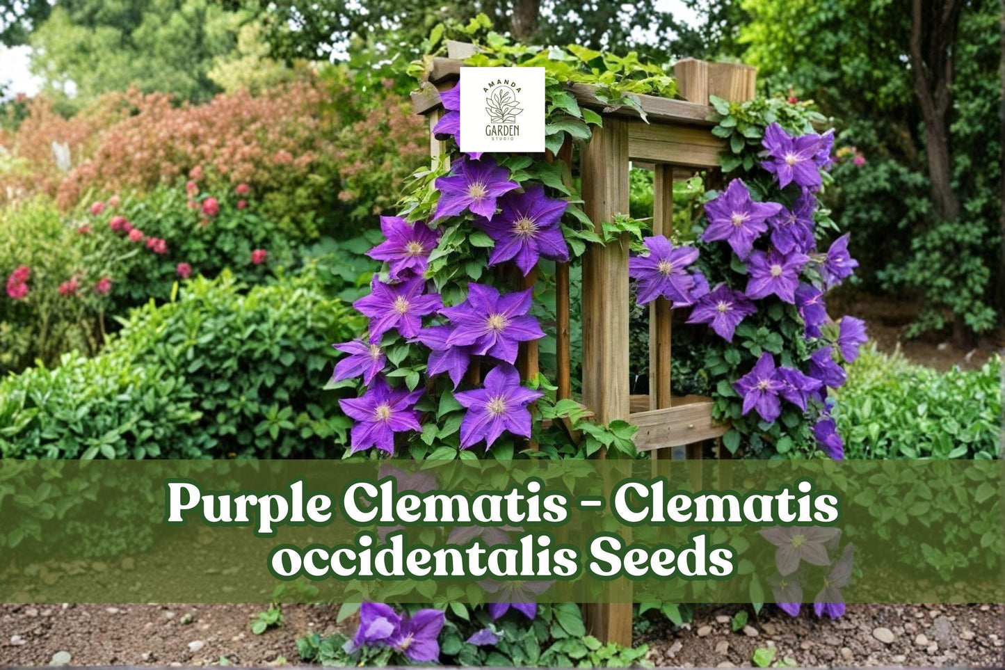 Purple Clematis Seeds, Climbing Vine, Violet Blooms, Clematis occidentalis, Perennial Garden Plant, Pollinator-Friendly, 10 Seeds