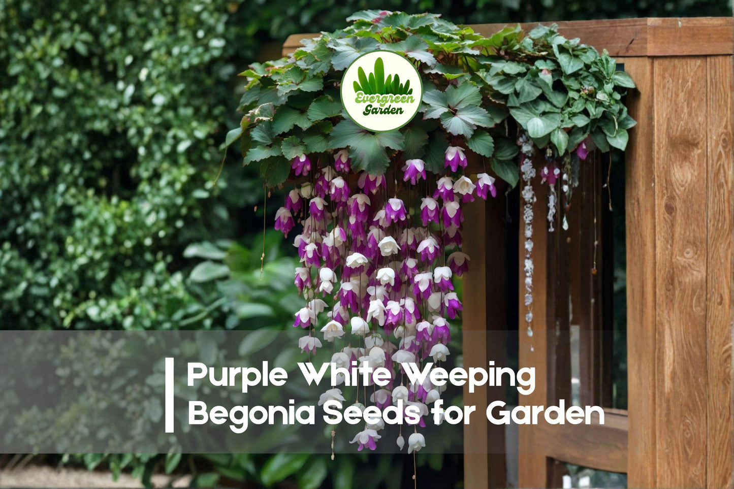 Purple White Weeping Begonia Seeds | Trailing Bi-Color Blooms | Begonia boliviensis for Hanging Baskets & Shade Gardens