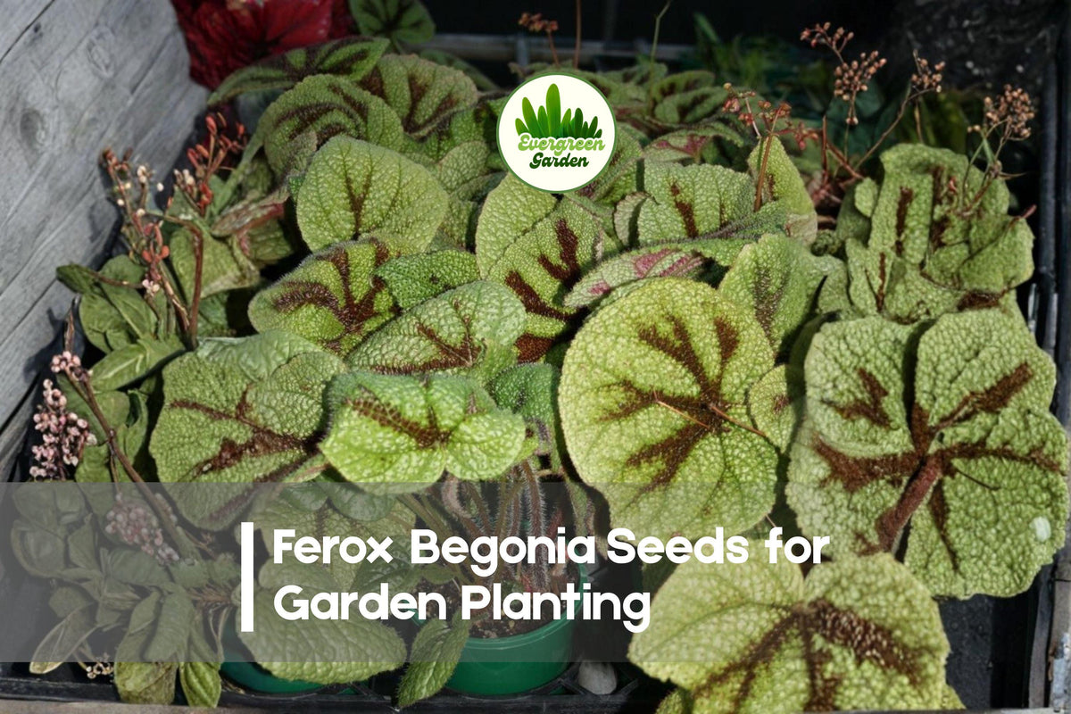 25+ Ferox Begonia Seeds - Exotic Foliage, Textured Leaves, Indoor & Shade Garden Plant, Begonia ferox, Rare Ornamental Seeds
