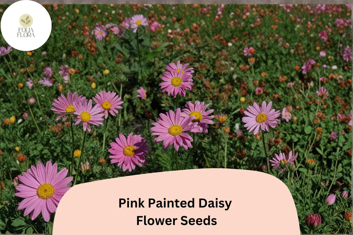 Pink Painted Daisy Seeds | Tanacetum coccineum Perennial Flowers for Gardens & Borders
