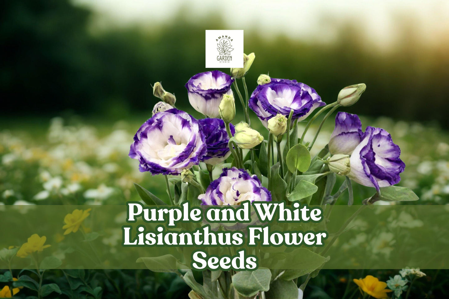 Purple and White Lisianthus Seeds – Pelleted Eustoma grandiflorum for Garden, Floral Arrangements, and Borders