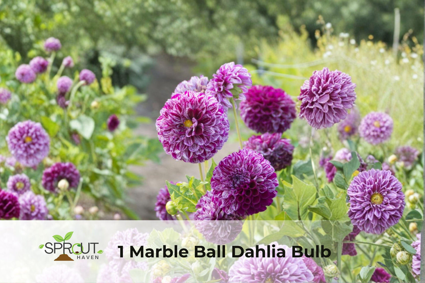 Marble Ball Dahlia Bulb - Perennial Flower for Garden Borders, Containers, Bright Summer Blooms, Dahlia spp.