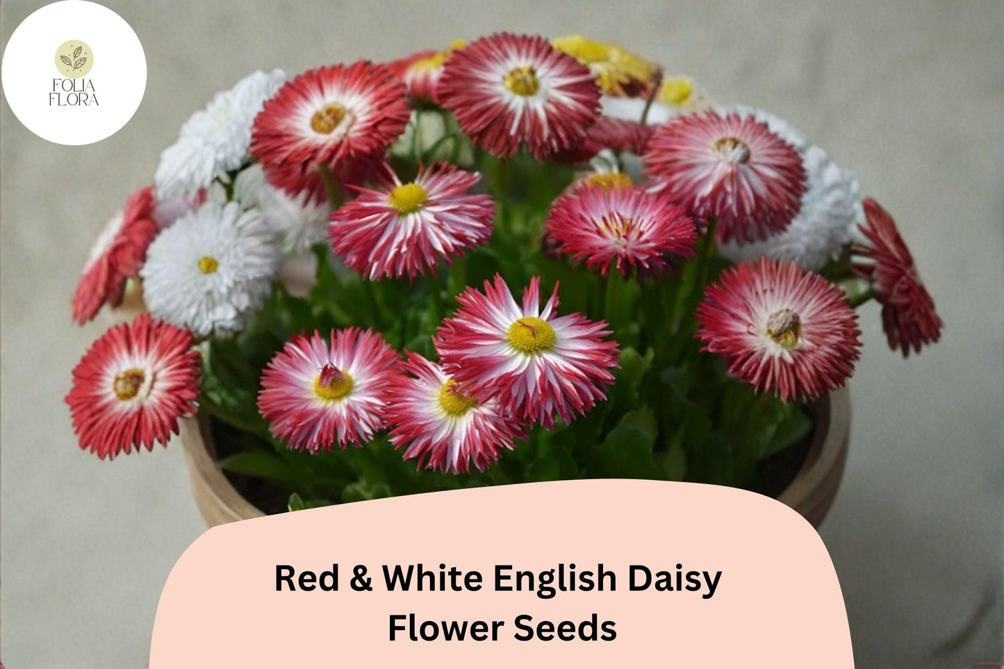 200+ Red & White English Daisy Seeds | Bicolor Perennial Flower Bellis perennis for Borders, Containers, Pollinator Gardens