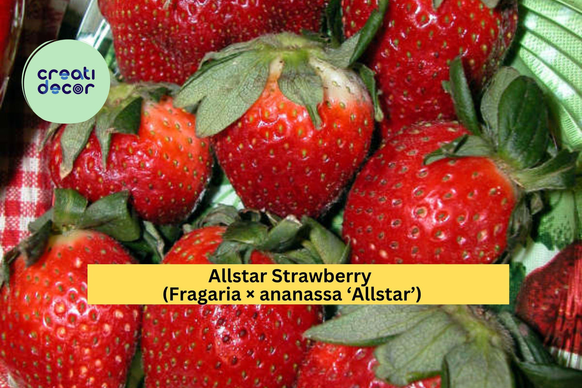 Allstar Strawberry Bare Root Plants – Set of 5 – Fragaria × ananassa ‘Allstar’ – June-Bearing Fruit, Sweet & Juicy, Perennial