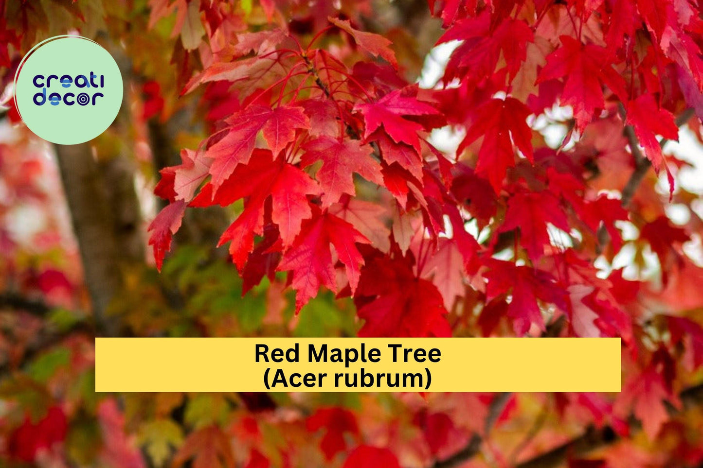 Red Maple Tree Seedling – 1-3 ft Bare Root Acer rubrum for Shade, Fall Color, Ornamental Landscaping