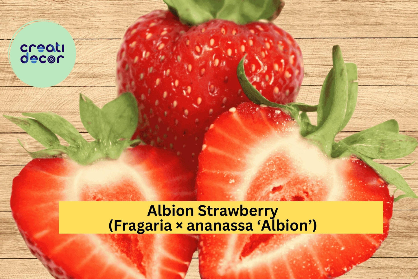 Albion Strawberry Roots – Bare Root, Day-Neutral Everbearing, Fragaria × ananassa ‘Albion’ for Garden or Container Cultivation