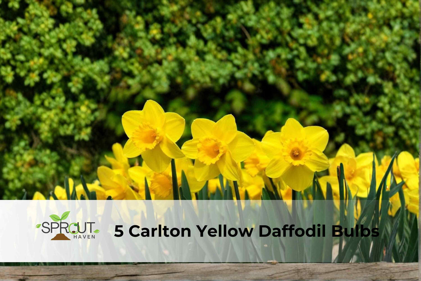 5 Carlton Yellow Daffodil Bulbs | Hardy Perennial Narcissus ‘Carlton’ for Spring Blooms