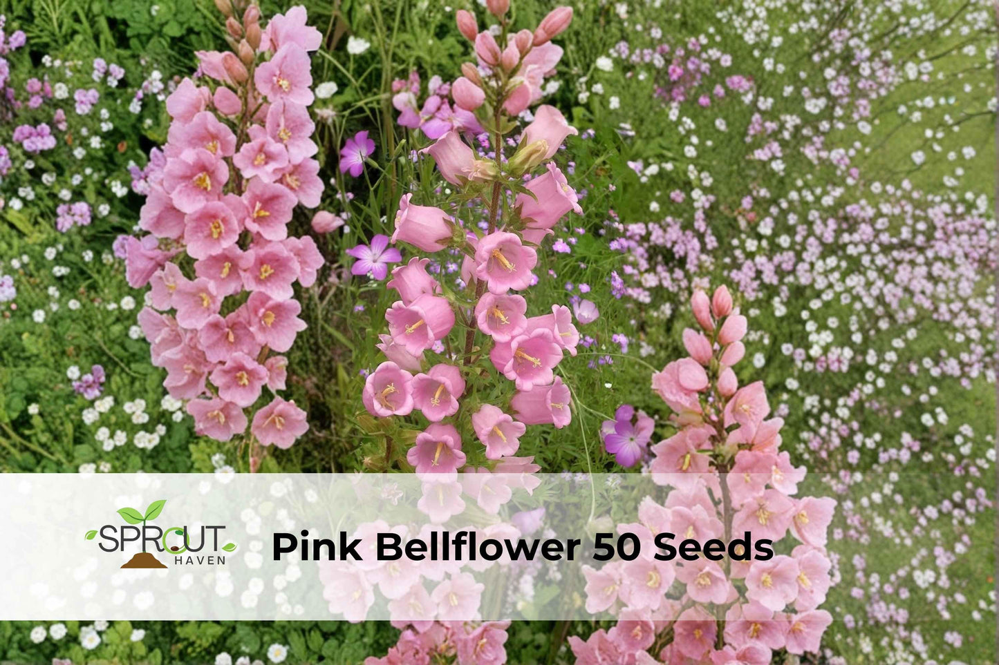 Pink Bellflower Seeds – Campanula medium, Cottage Garden Flower, Pink Bell-Shaped Blooms, Ornamental Perennial, Pollinator-Friendly Seeds