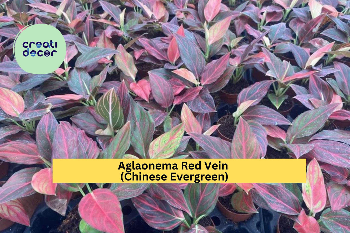 Aglaonema Red Vein Live Rooted Starter Plant – Colorful Chinese Evergreen Indoor Tropical Houseplant