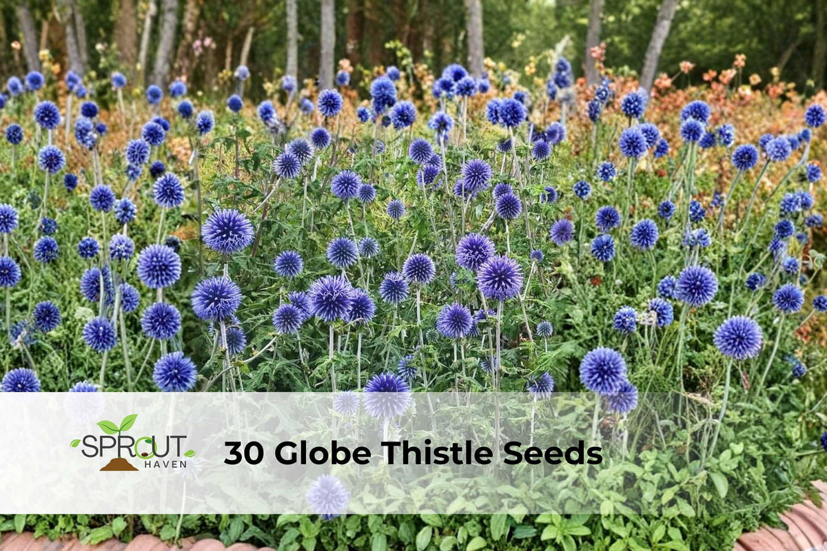 Globe Thistle Seeds, Echinops ritro, Blue Ornamental Perennial, Pollinator-Friendly, Drought-Tolerant, Full Sun, 30 Seeds