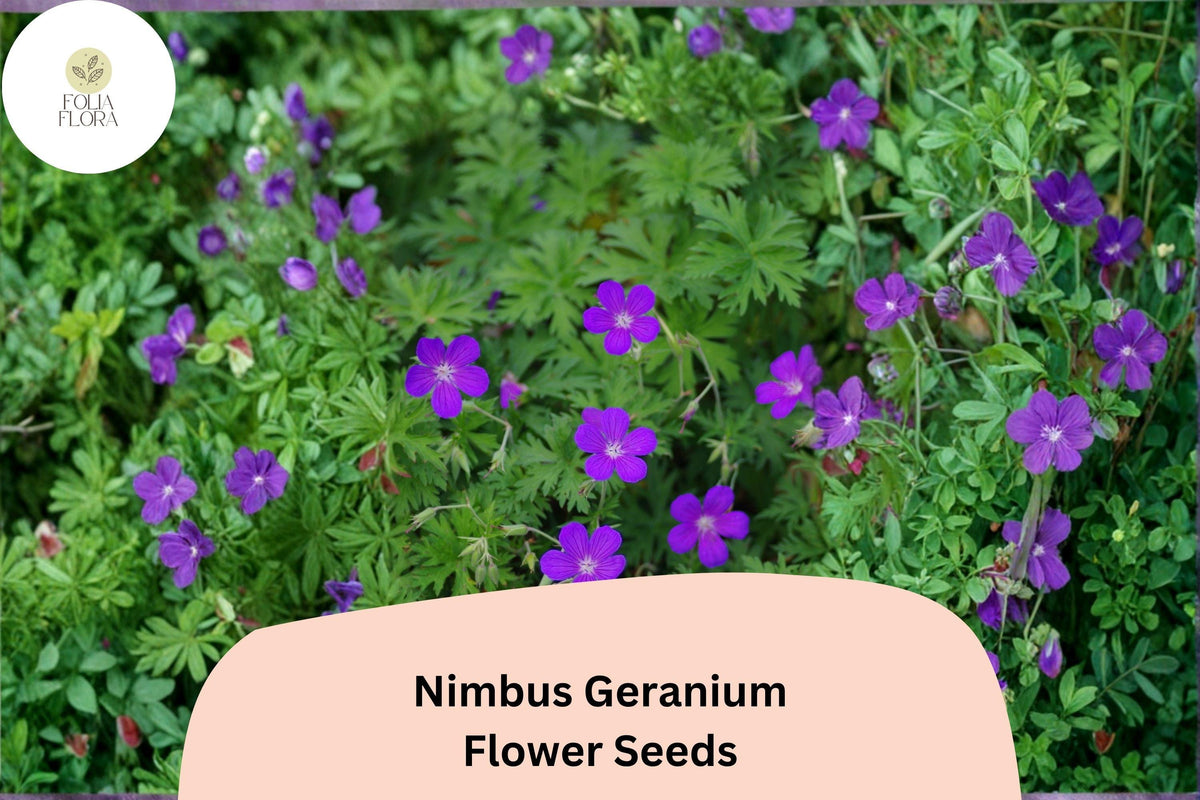 25+ Nimbus Geranium Seeds | Hardy Perennial with Purple Blooms for Garden Borders & Cottage Gardens | Geranium ‘Nimbus’