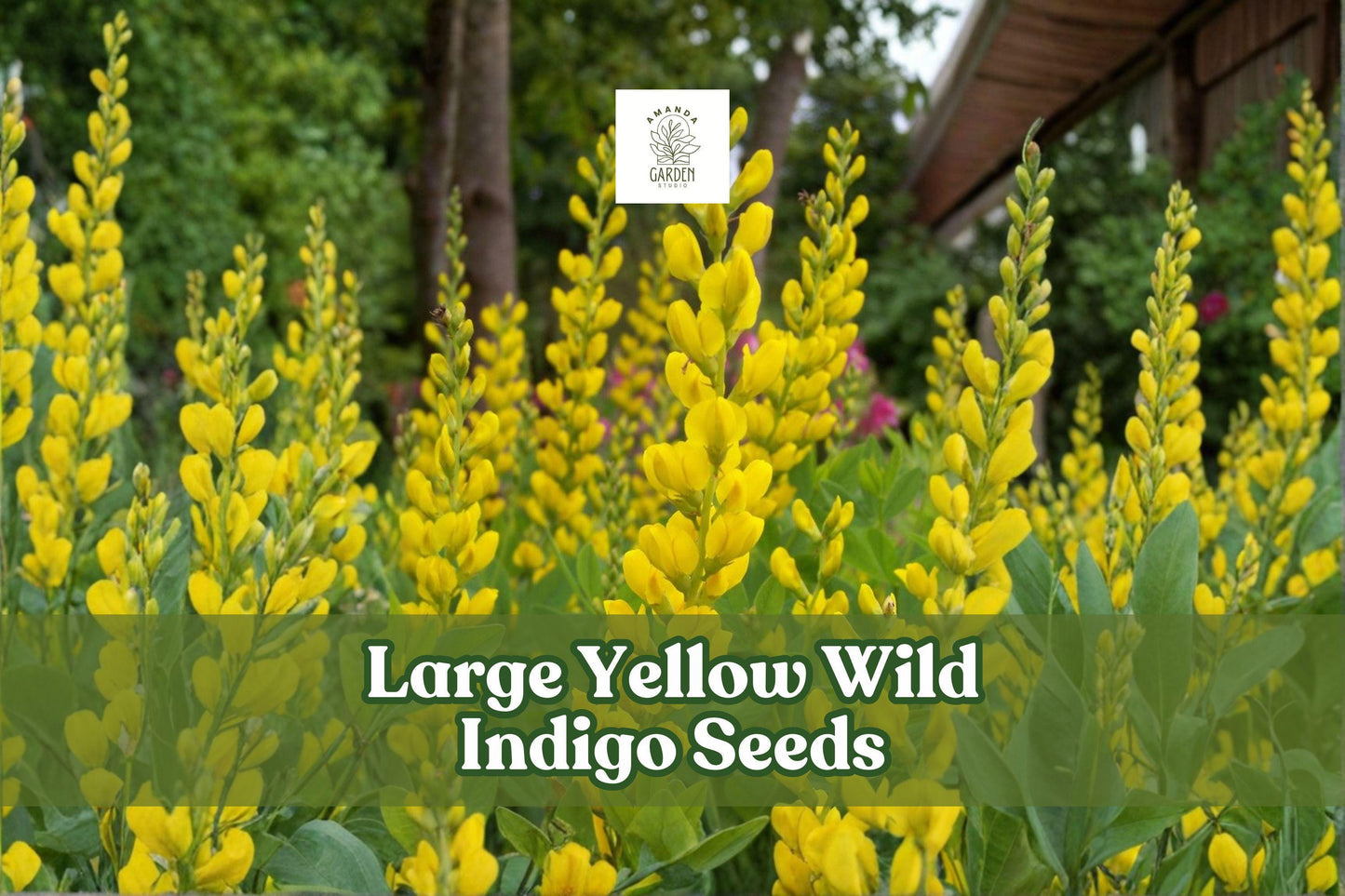50 Yellow Wild Indigo Seeds | Baptisia sphaerocarpa Perennial Native Wildflower for Pollinator Gardens