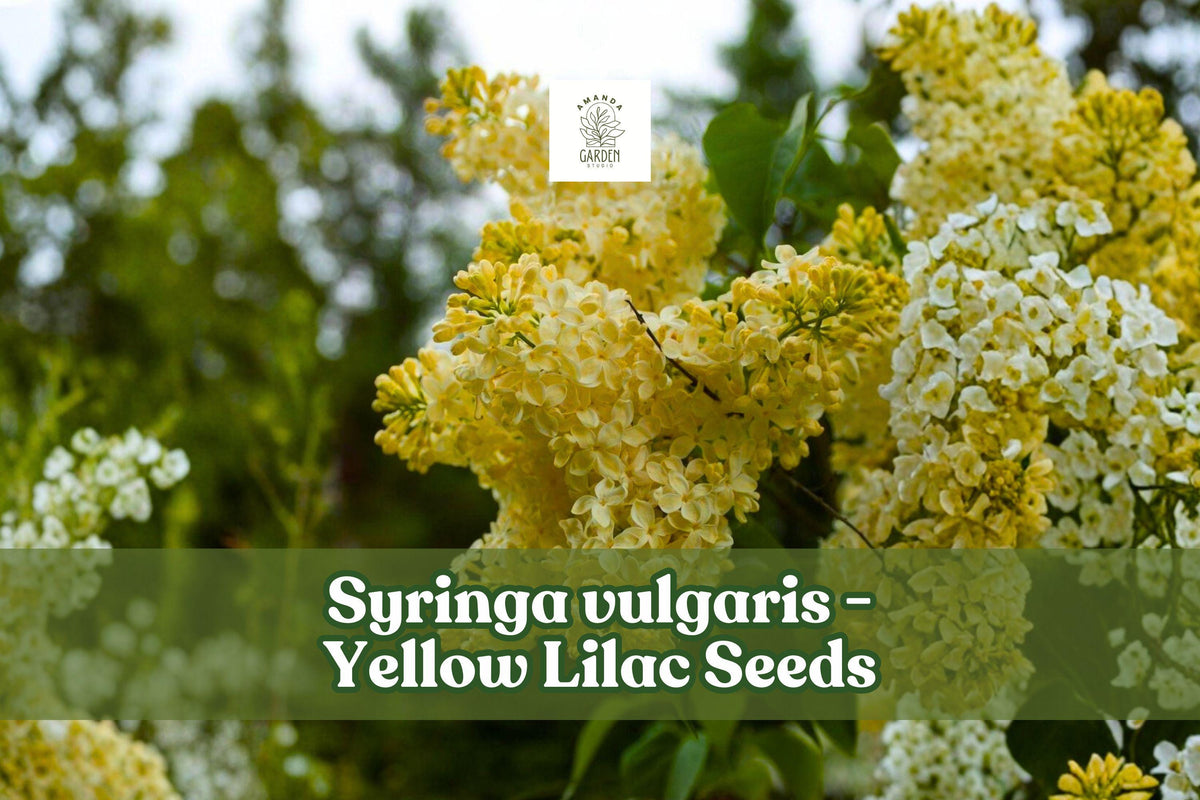 Yellow Lilac Seeds - Syringa vulgaris for Bonsai, Flowering Shrub, Pale Yellow Blooms, Hardy, 50+ Seeds