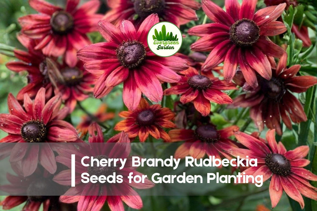 Cherry Brandy Rudbeckia Seeds – 200+ Deep Red Flowers for Borders, Pollinator Gardens, and Cut Flowers | Rudbeckia hirta