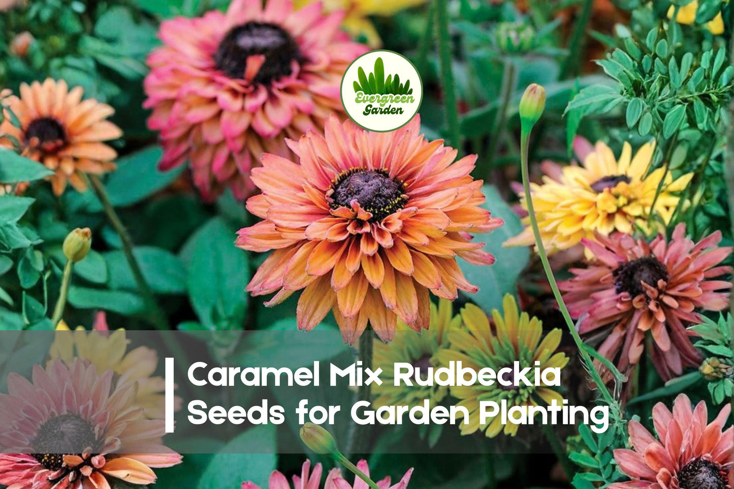 200+ Caramel Mix Rudbeckia Seeds - Gold, Amber, Bronze Flowers, Rudbeckia hirta, Perennial, Drought Tolerant, Pollinator Friendly