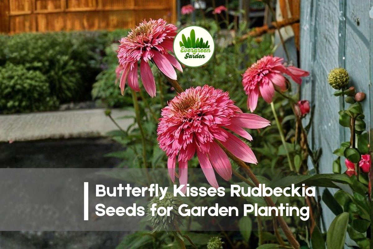 200+ Butterfly Kisses Rudbeckia Seeds - Golden Yellow Blooms, Attracts Butterflies & Pollinators, Sun-Loving Perennial Seeds