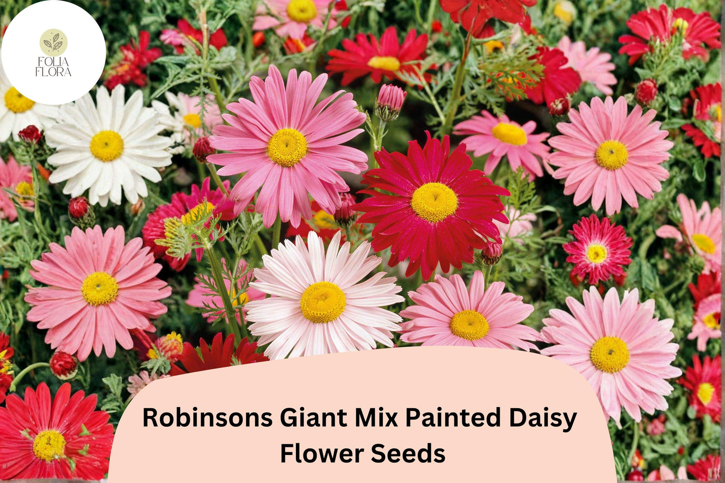 200+ Robinsons Giant Mix Painted Daisy Seeds | Tanacetum coccineum | Colorful Garden Flower Mix for Borders & Cut Flowers