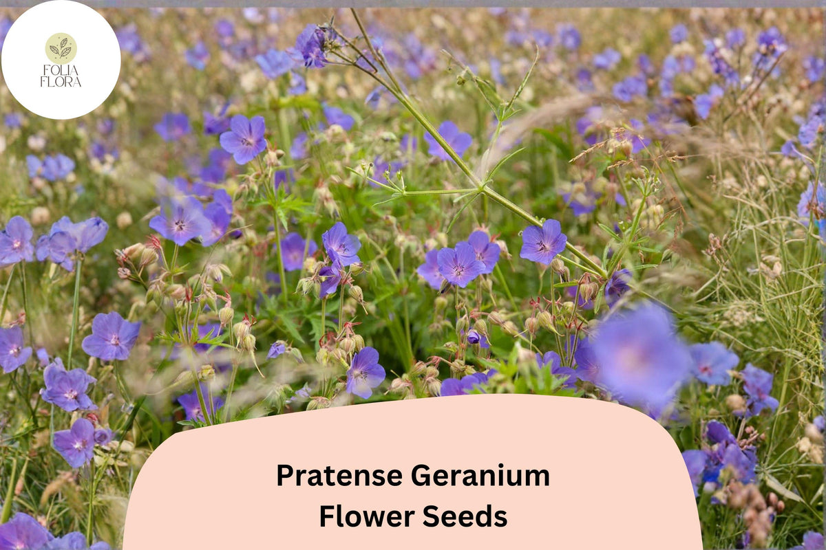 25+ Pratense Geranium Seeds | Hardy Perennial Violet-Purple Blooms | Geranium pratense for Borders & Pollinator Gardens
