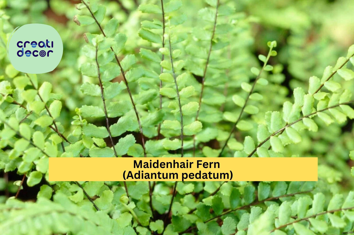 Maidenhair Fern Live Roots 20-Pack – Adiantum pedatum Hardy Shade Fern Rhizomes for Indoor & Woodland Gardens