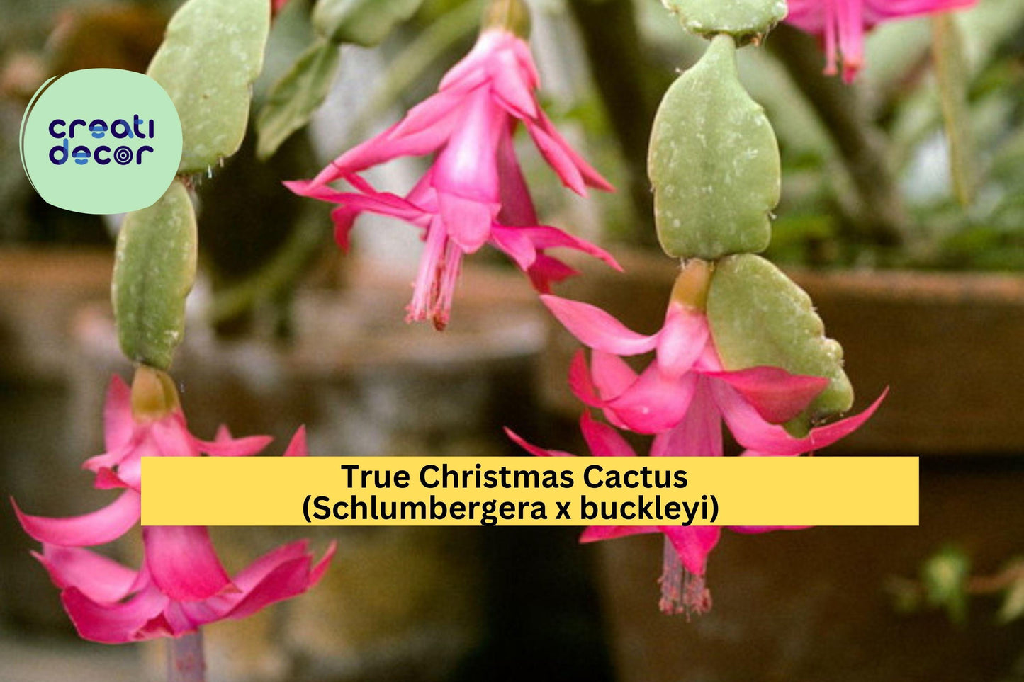True Christmas Cactus Starter Plant – Schlumbergera x buckleyi – Pink Blooms, Indoor Succulent, Holiday Flower