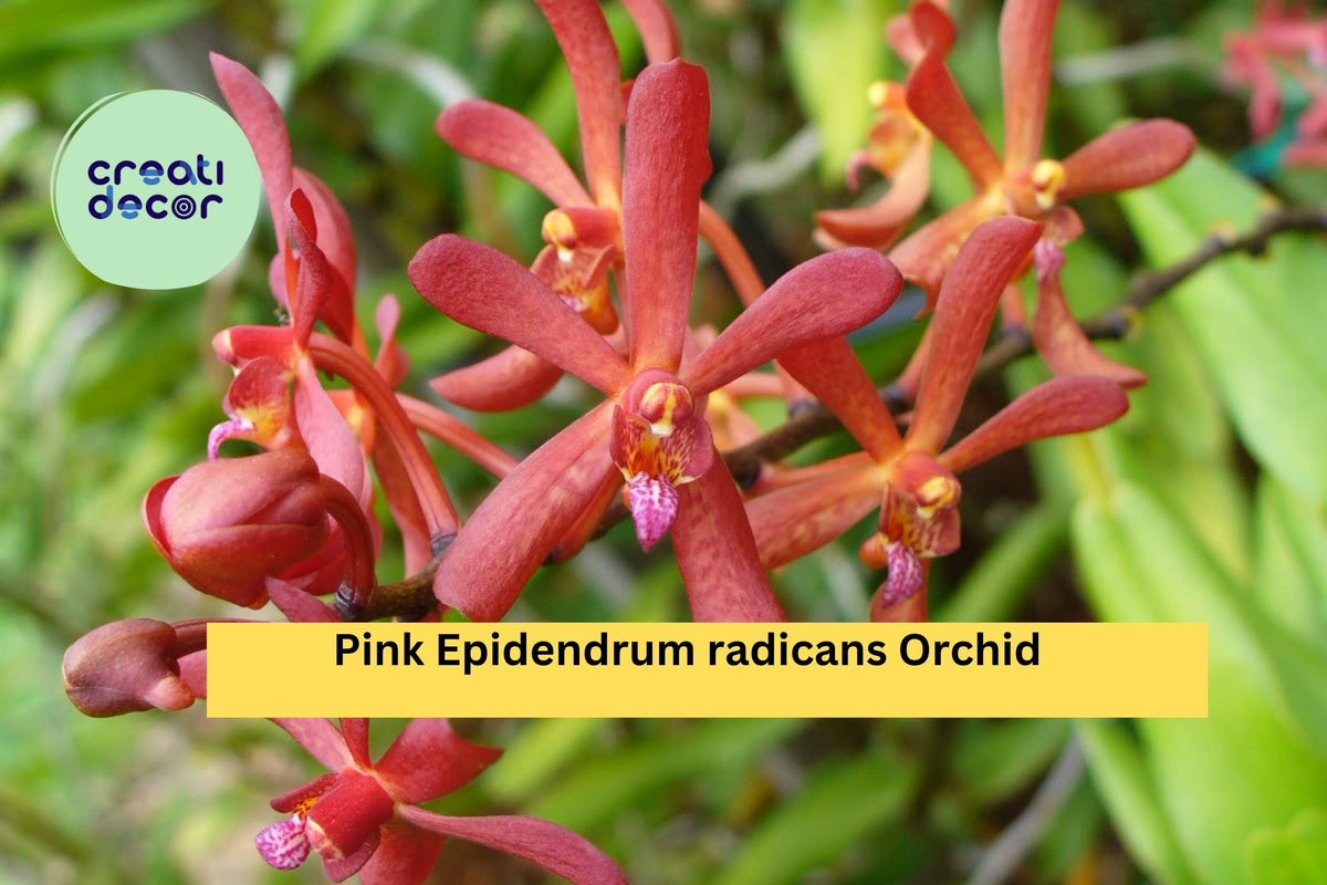 Rooted Pink Epidendrum radicans Orchid Cutting – Sun-Loving Reed-Stem Orchid for Garden, Patio, or Indoor Display