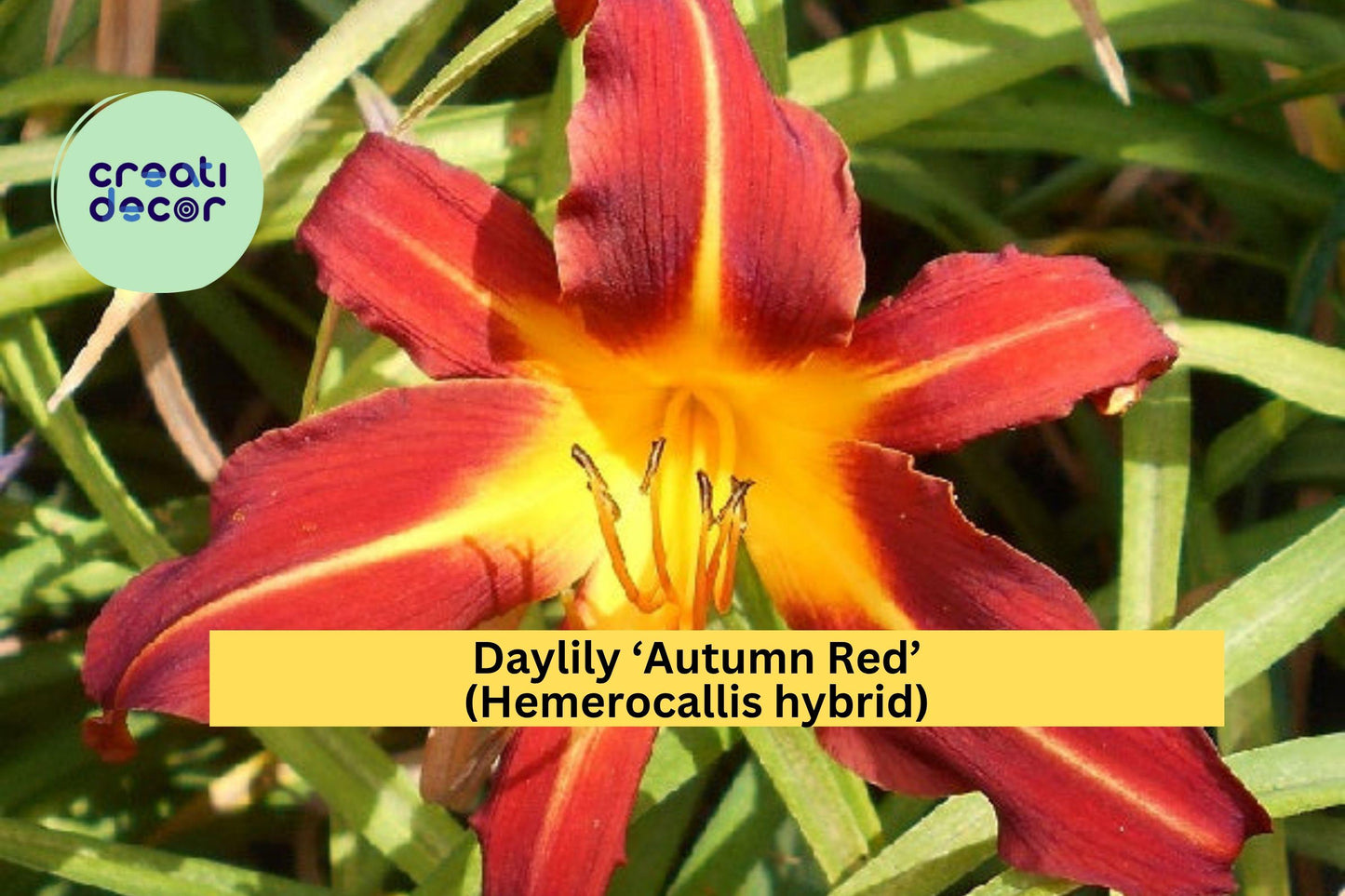 Daylily Bare Root Plant – Autumn Red Hemerocallis Hybrid – Red Flowers with Golden Centers, Perennial Garden Flower