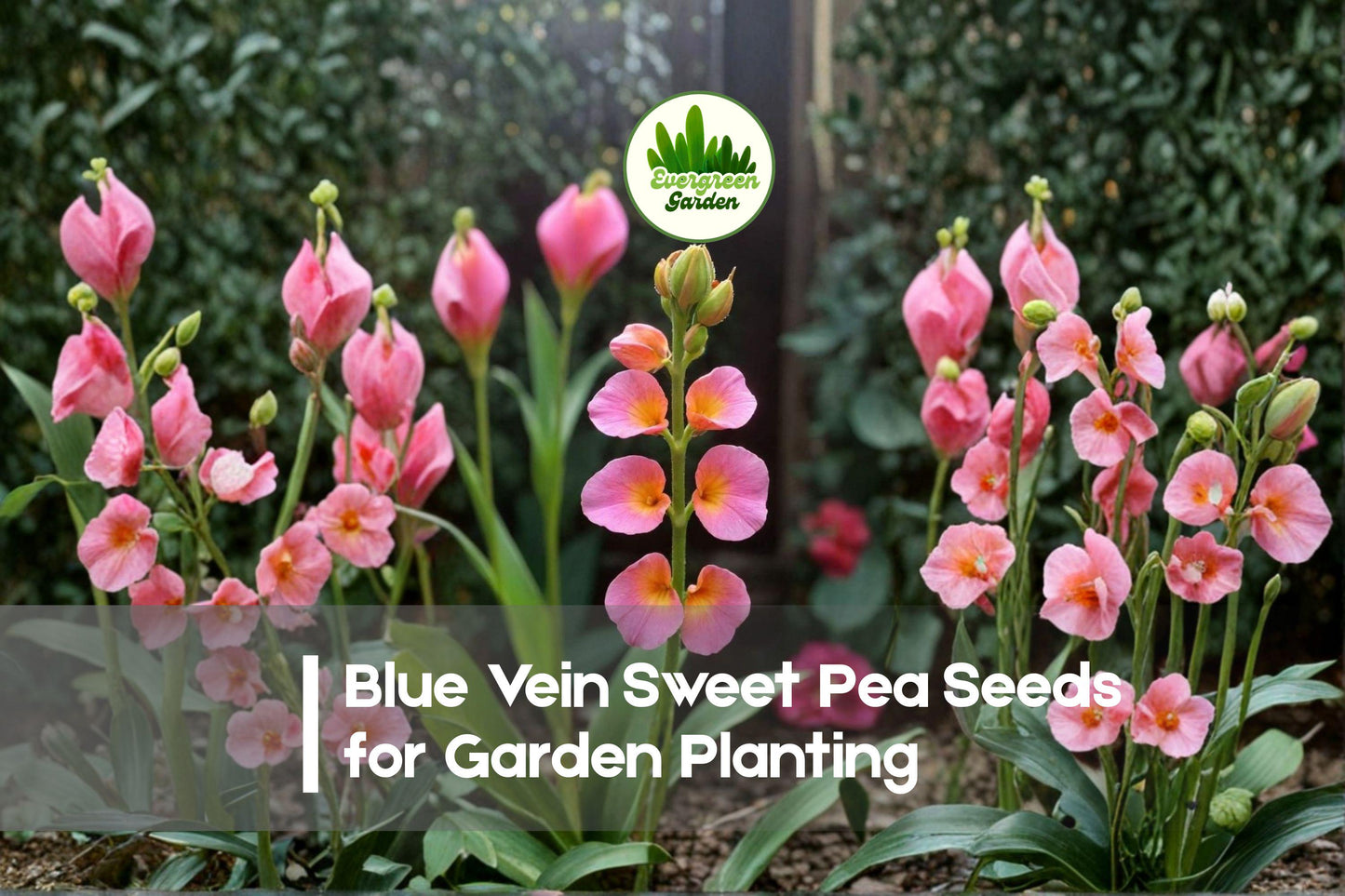 Blue Vein Sweet Pea Seeds – Lavender-Blue Fragrant Climbing Flower, Lathyrus odoratus, 50+ Seeds for Garden, Trellises & Containers